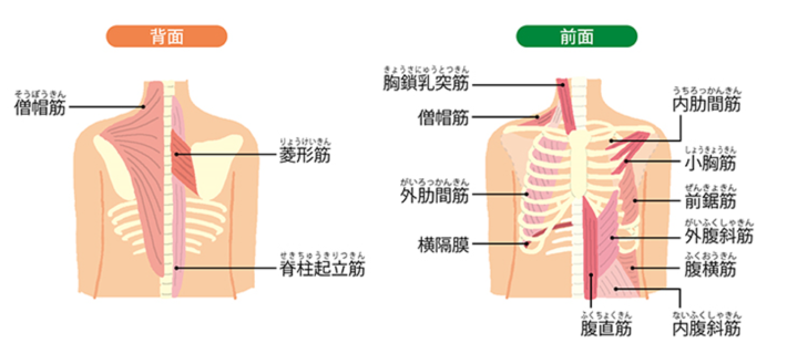 最近体の調子が良くないと感じる方に伝えたい、姿勢と呼吸の密接な関係-2